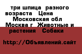 три шпица  разного возраста › Цена ­ 8 000 - Московская обл., Москва г. Животные и растения » Собаки   